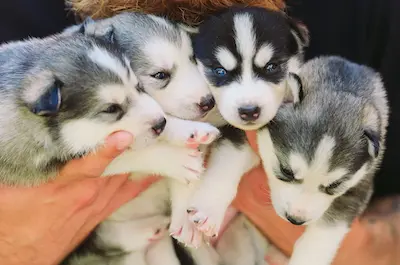 Dog Breeders USA Siberian Husky Litter