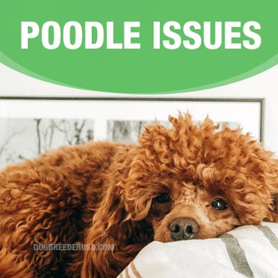 Common Health Problems In Poodles