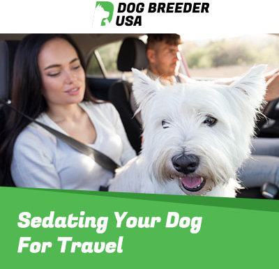 Dog Sedation For Traveling By Car