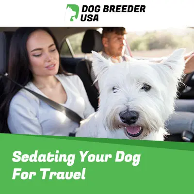 Dog Sedation For Traveling By Car