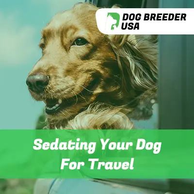 Sedating Your Dog For Travel