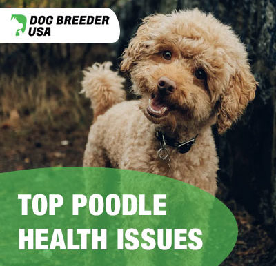 Top Poodle Health Issues