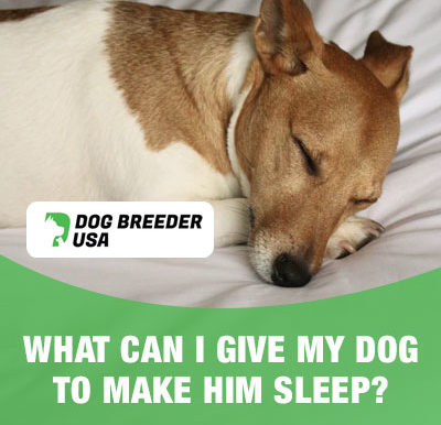 Give My Dog To Sleep All Night