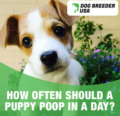 How many times should a puppy poop in a day
