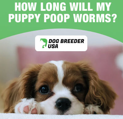 Puppy pooping worms after using deworming