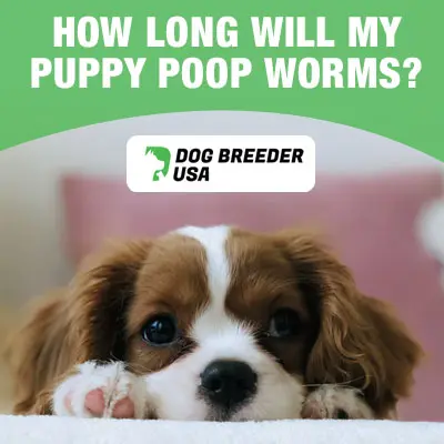 Puppy pooping worms after using deworming