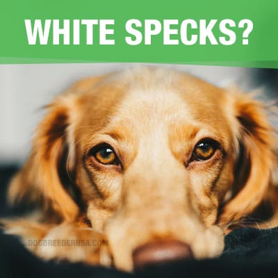 What Are White Specks In Dogs Poop