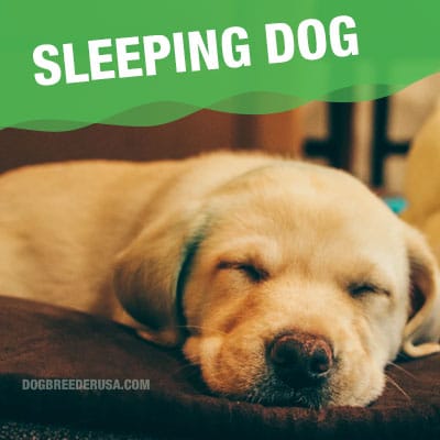 What Can You Give A Dog To Make Them Sleep All Night