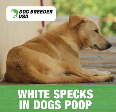 White Specks in Dogs Poop