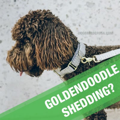 Do Goldendoodles Shed And How Much