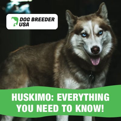 Everything You Need To Know About The Huskimo