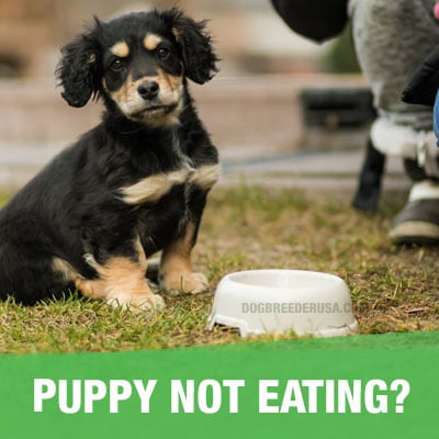 How Long Can A Puppy Go Without Eating