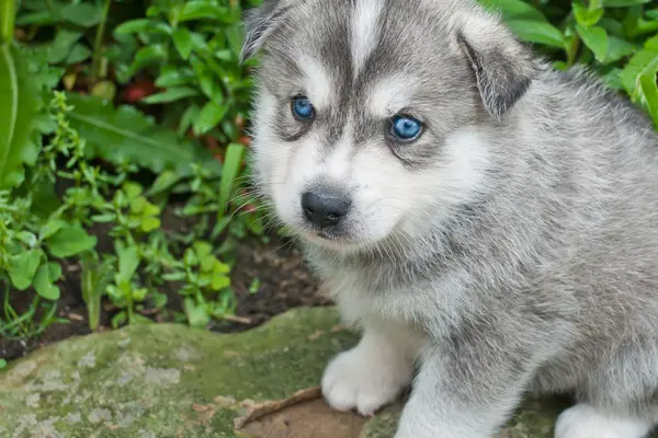 Huskimo Puppy With Very Blue Eyes