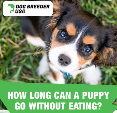 Get Tips And Help On Caring For Your New Dog | Dog Breeder USA