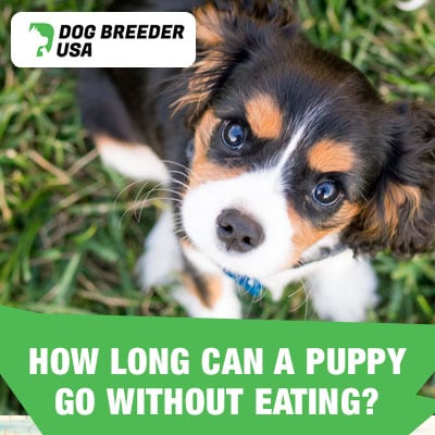 How Long Can A Puppy Go Without Eating Or Drinking? Usually 1 Day