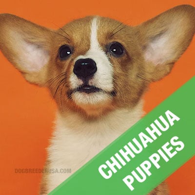 Number Of Chihuahua Puppies