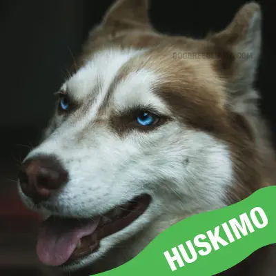 What Is A Huskimo Dog Breed