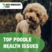 Top Poodle Health Issues