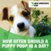 How many times should a puppy poop in a day