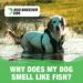 My Dog Smells Like Fish