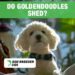 How Much Do Goldendoodles Shed